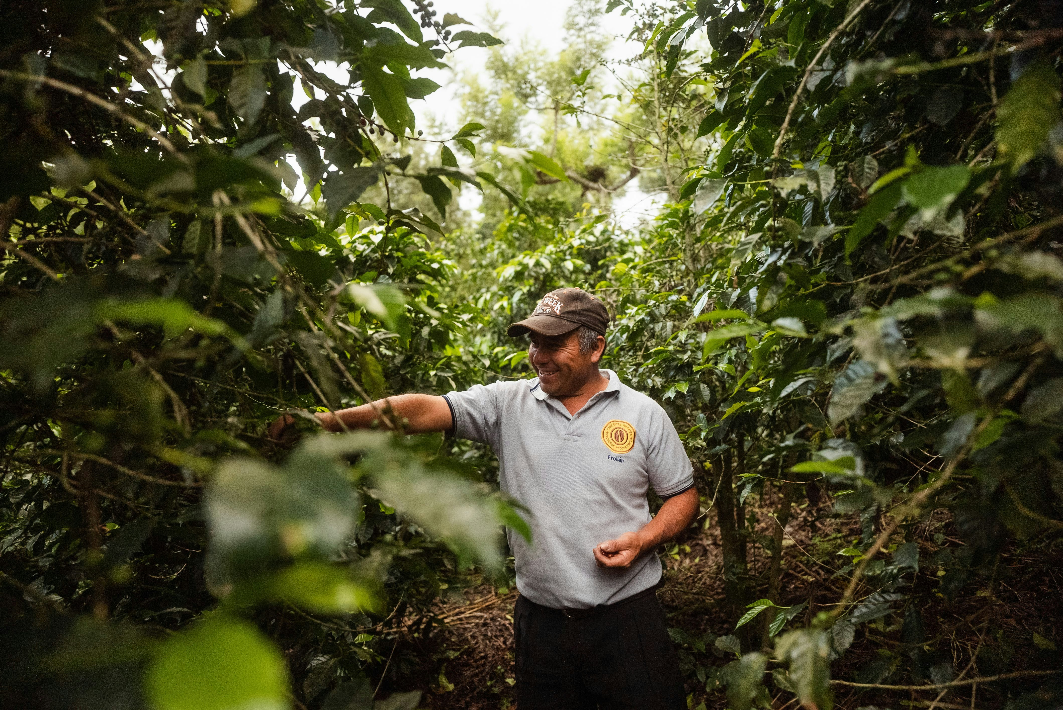 Coffee farm image from Unsplash