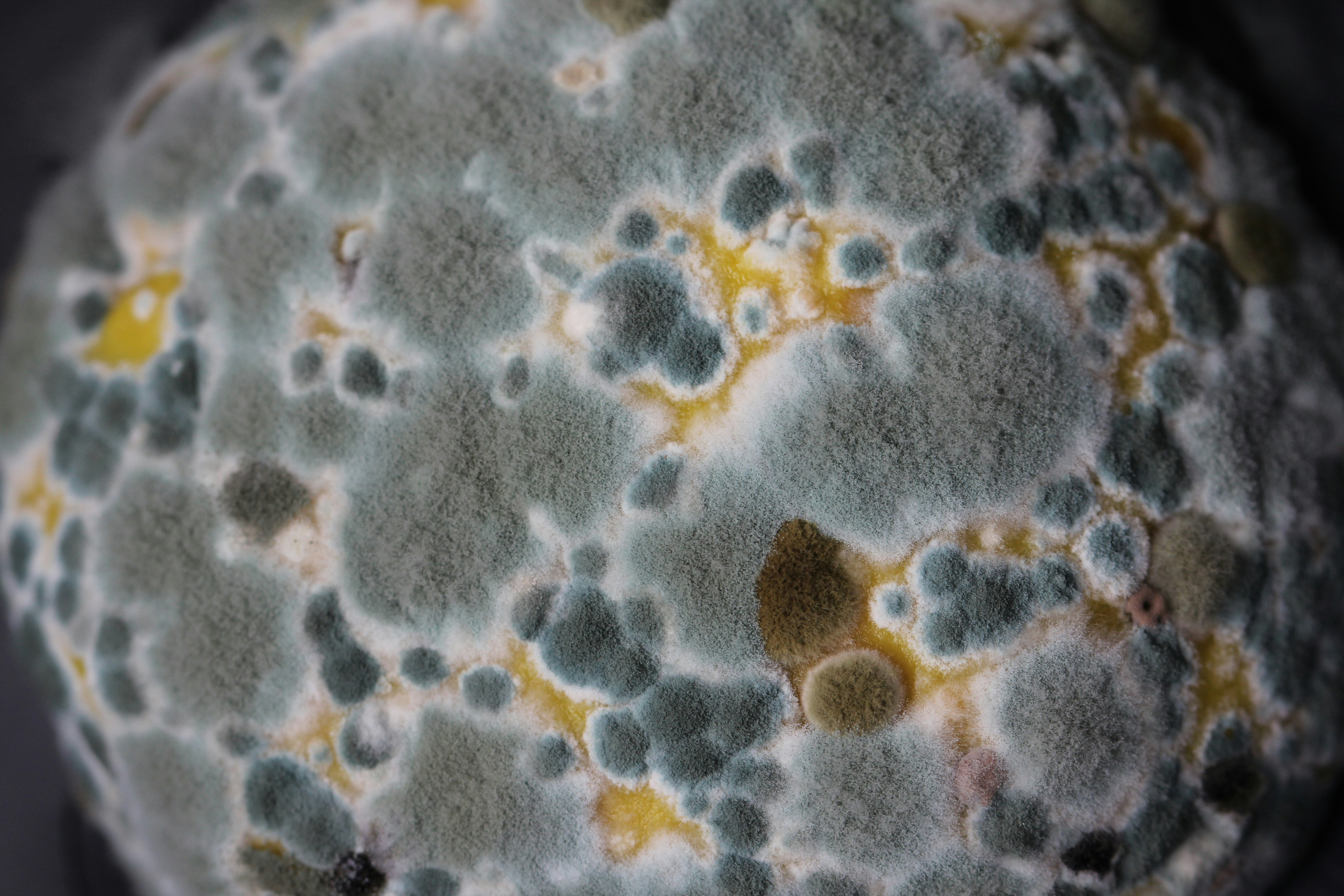 Mold image from Unsplash